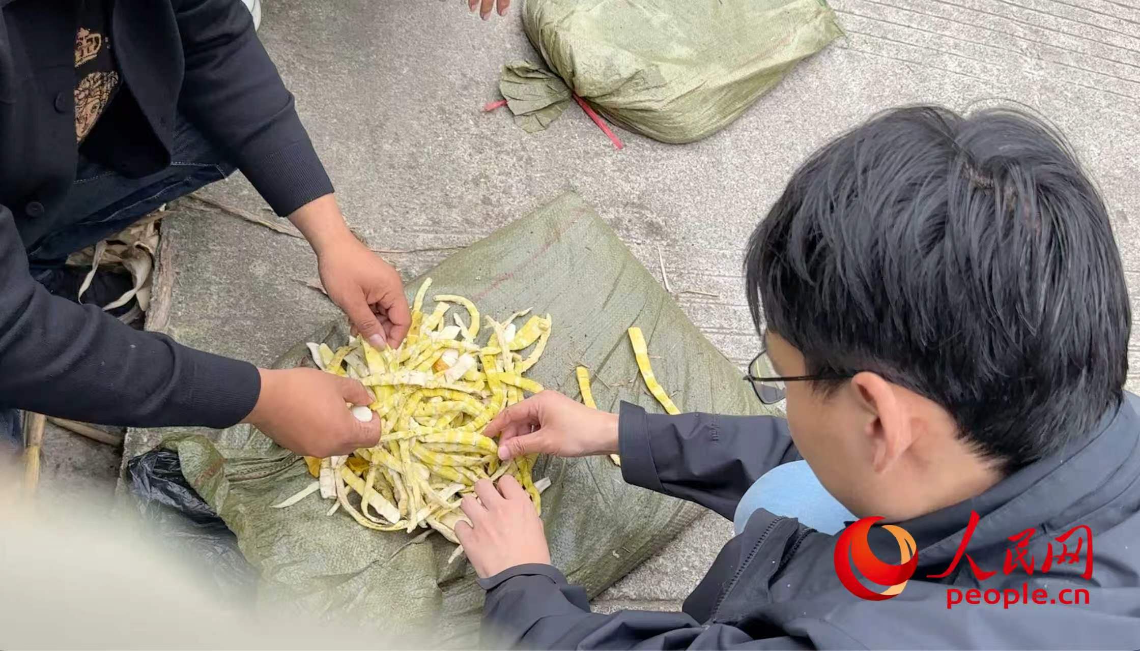 10月12日,四川马边县某竹笋收购商向记者展示使用硫磺熏制过的鲜笋。人民网记者 游天燚摄